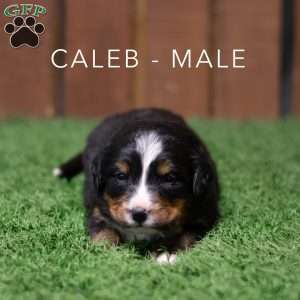 Caleb, Bernese Mountain Dog Puppy